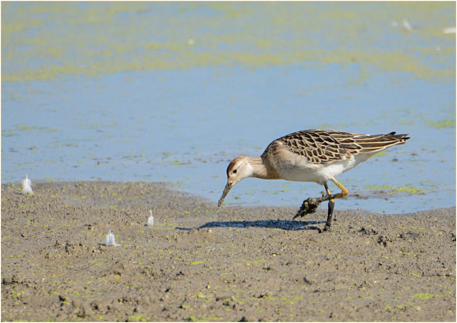 Kampfläufer (Philomachus pugnax)