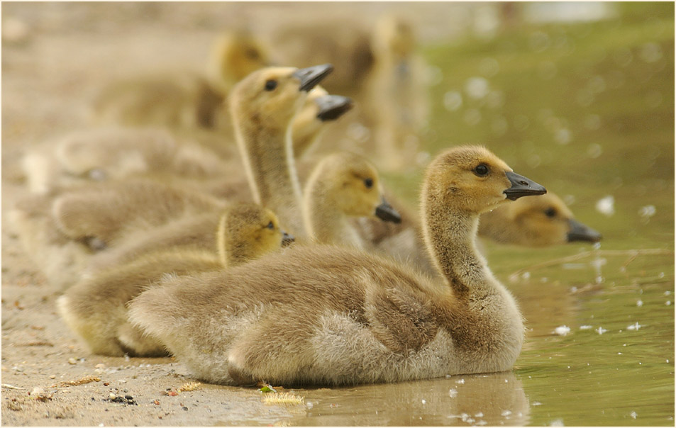 Kanadagans (Branta canadensis)