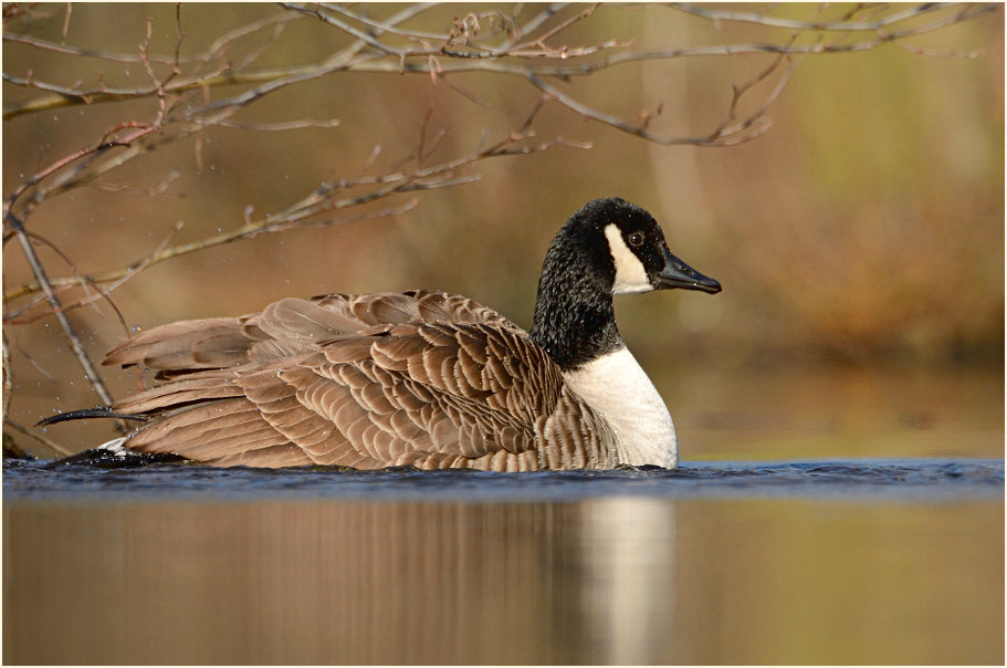 Kanadagans (Branta canadensis)