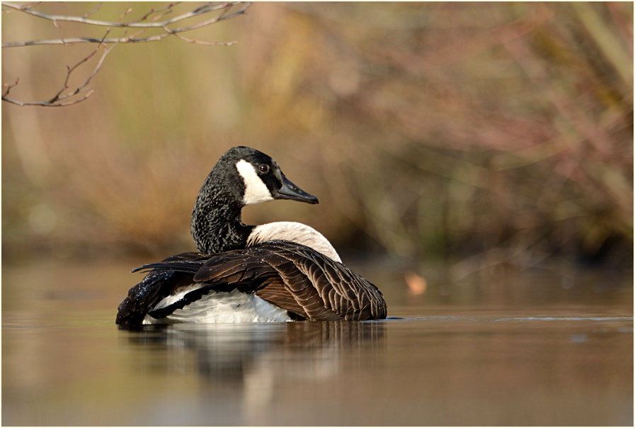 Kanadagans (Branta canadensis)