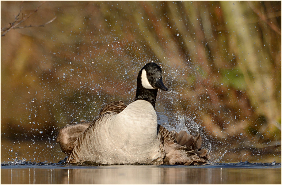 Kanadagans (Branta canadensis)