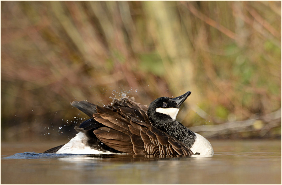 Kanadagans (Branta canadensis)