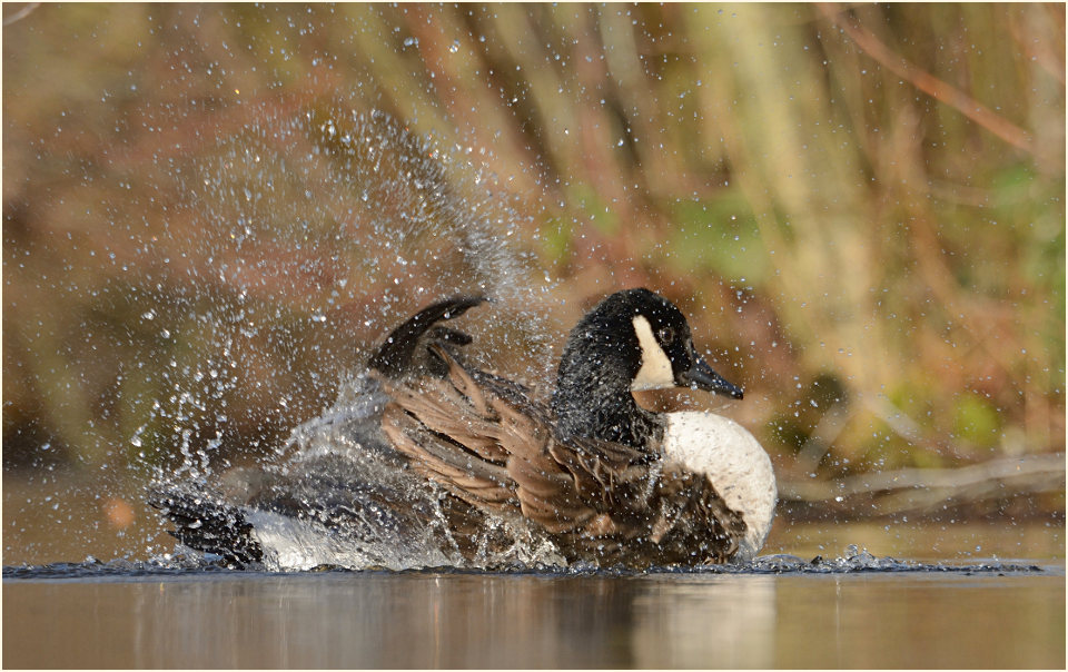Kanadagans (Branta canadensis)