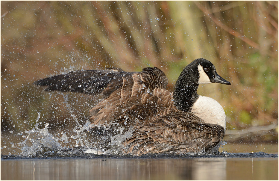 Kanadagans (Branta canadensis)