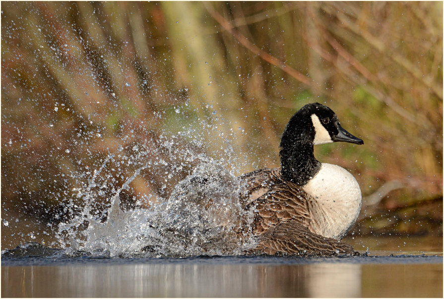 Kanadagans (Branta canadensis)