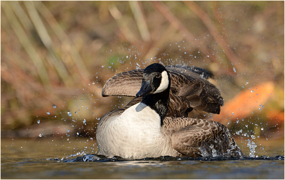 Kanadagans (Branta canadensis)