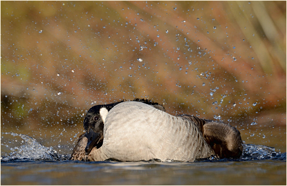 Kanadagans (Branta canadensis)