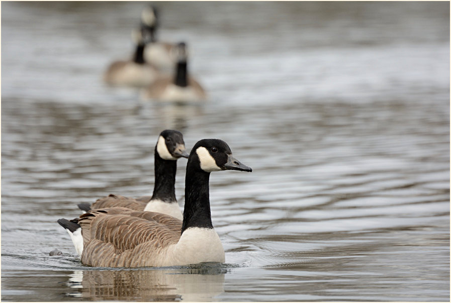 Kanadagans (Branta canadensis)