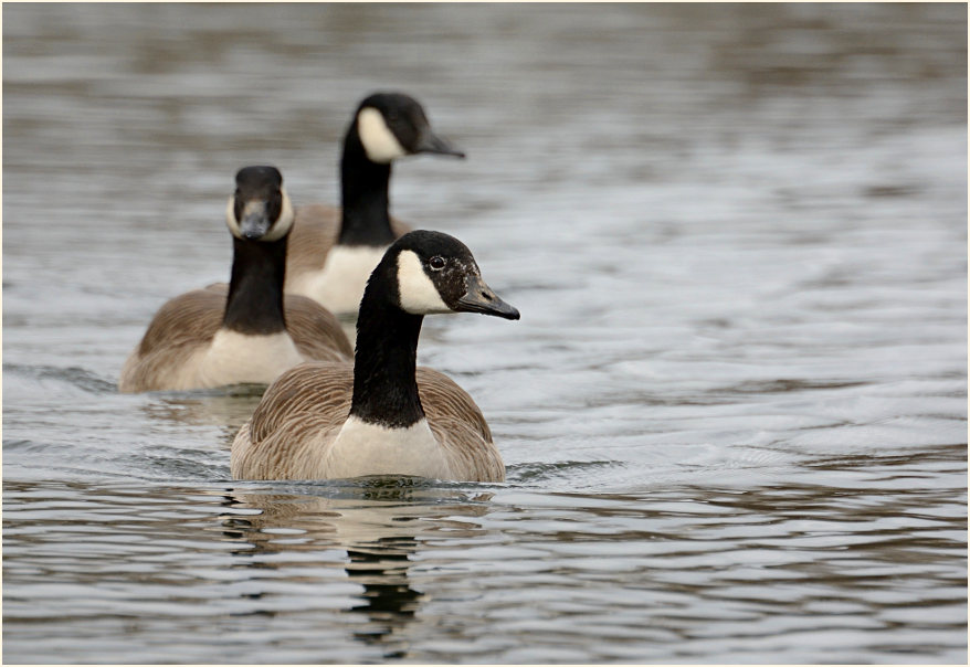 Kanadagans (Branta canadensis)