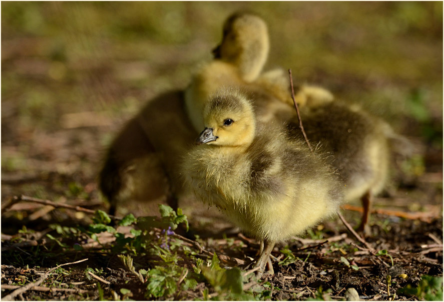 Kanadagans (Branta canadensis)