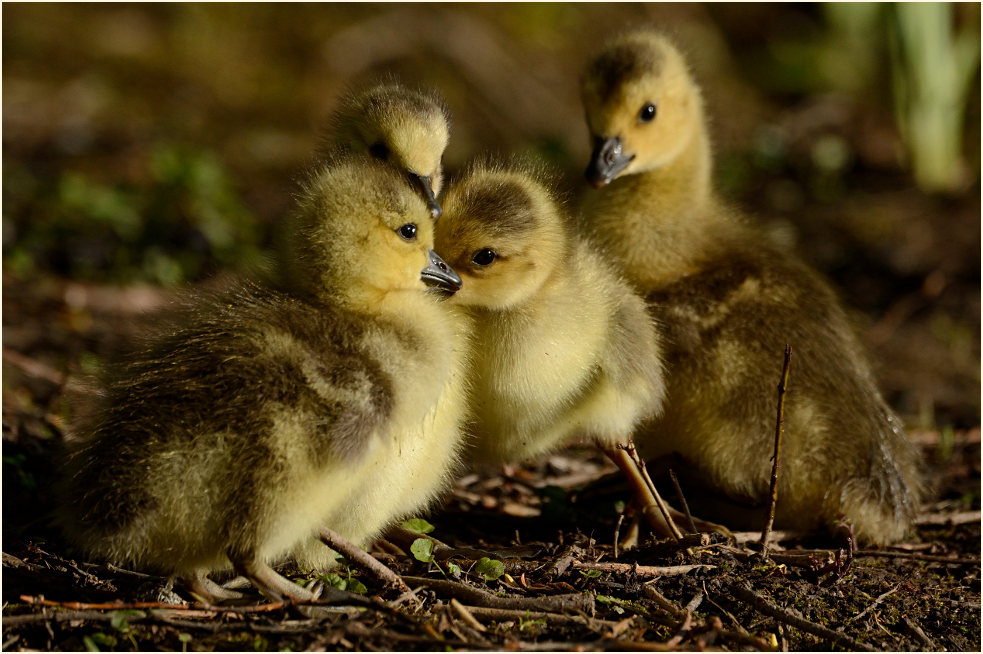 Kanadagans (Branta canadensis)