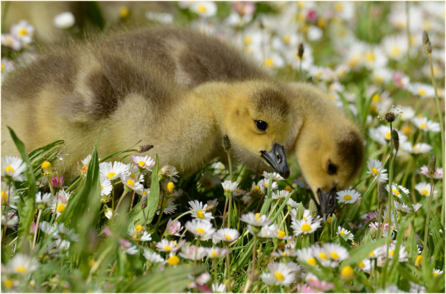 Kanadagans (Branta canadensis)