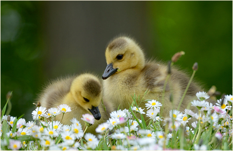 Kanadagans (Branta canadensis)