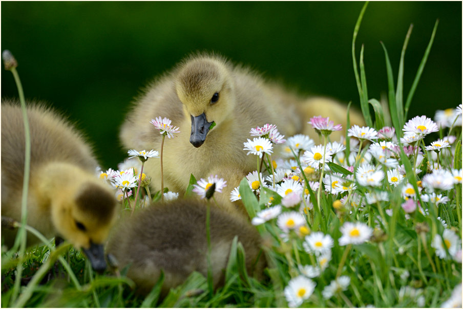 Kanadagans (Branta canadensis)