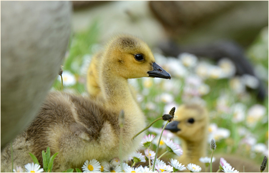Kanadagans (Branta canadensis)