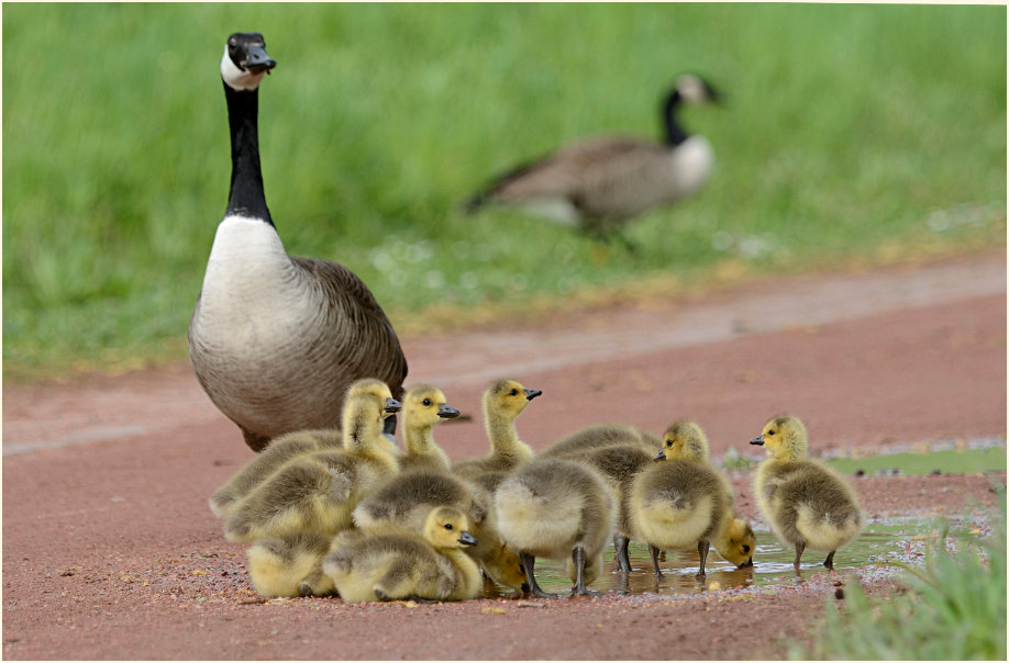 Kanadagans (Branta canadensis)