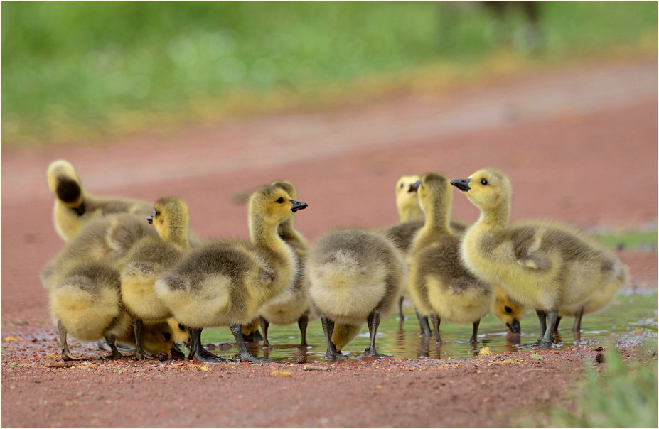Kanadagans (Branta canadensis)