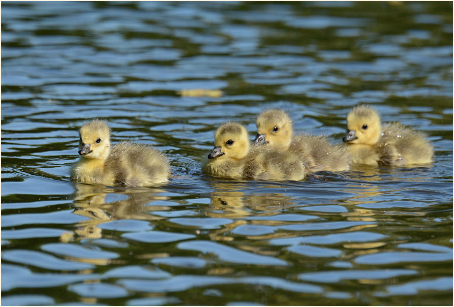 Kanadagans (Branta canadensis)