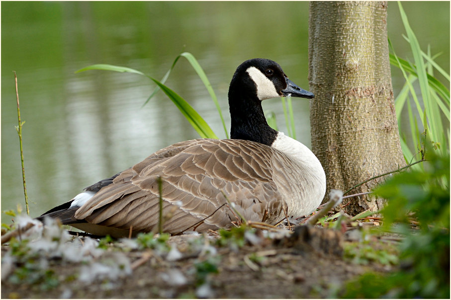 Brütende Kanadagans (Branta canadensis)