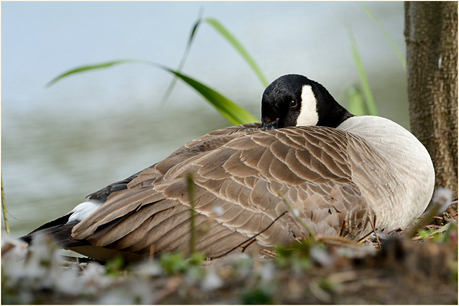 Brütende Kanadagans (Branta canadensis)