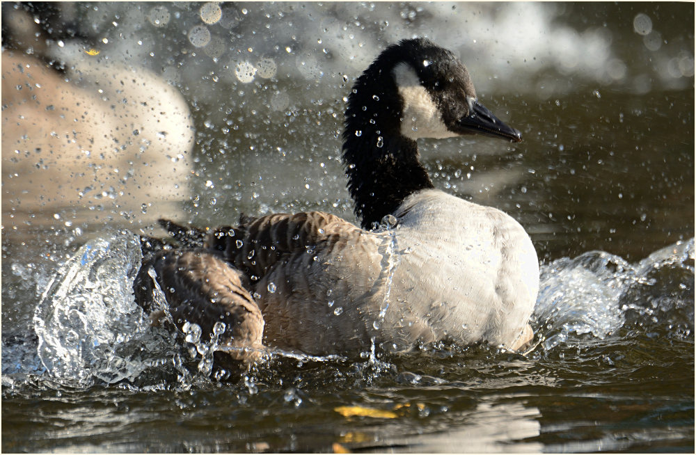 Kanadagans (Branta canadensis)