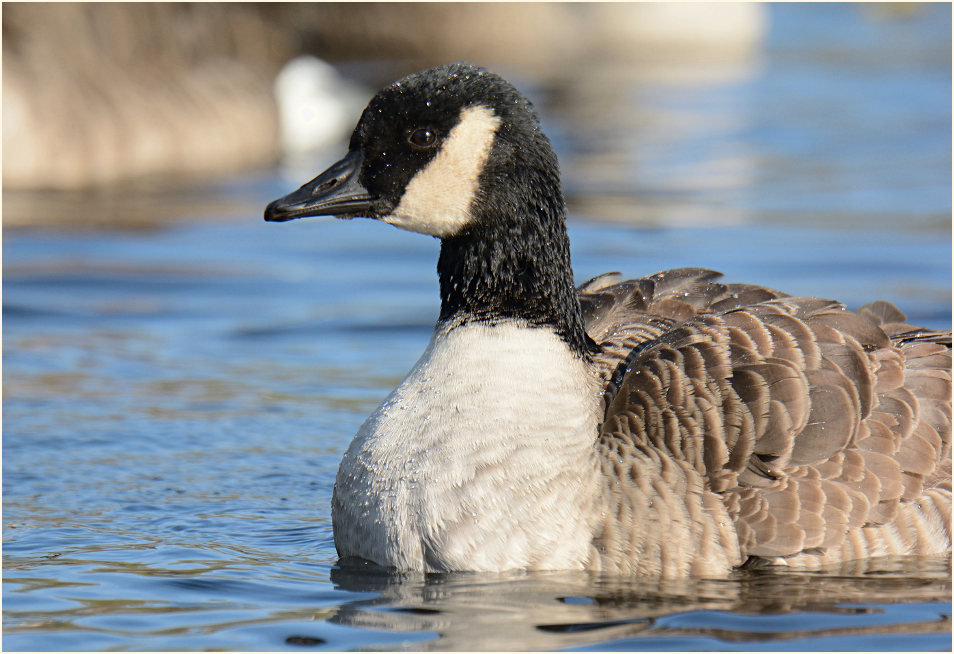 Kanadagans (Branta canadensis)