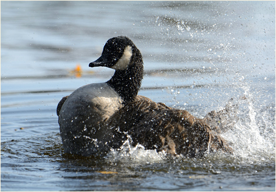 Kanadagans (Branta canadensis)