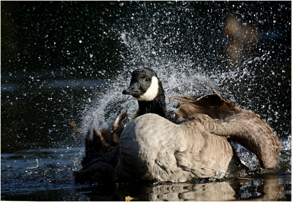 Kanadagans (Branta canadensis)