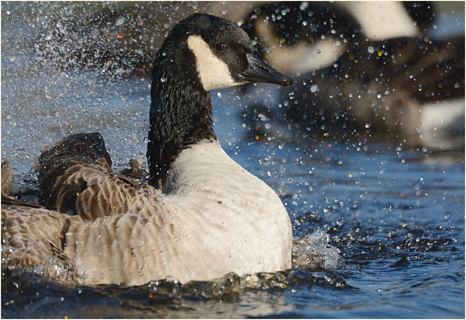 Kanadagans (Branta canadensis)