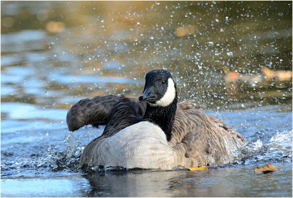 Kanadagans (Branta canadensis)
