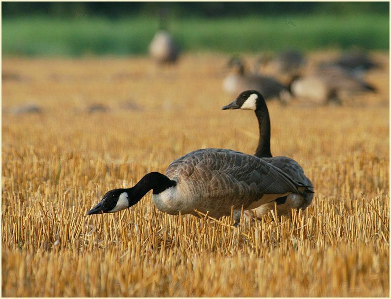 Kanadagans (Branta canadensis)