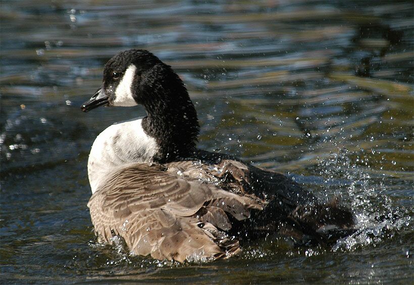 Kanadagans (Branta canadensis)