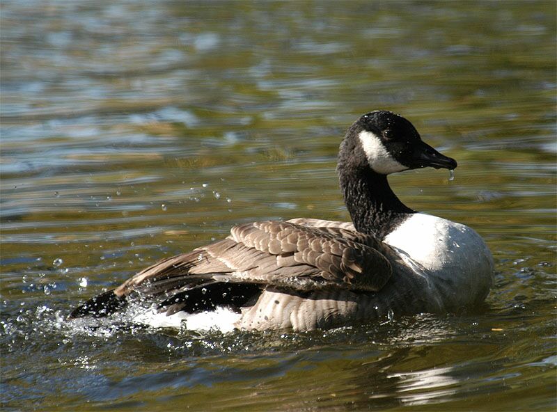 Kanadagans (Branta canadensis)