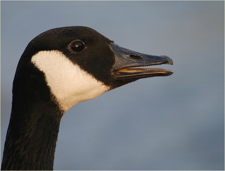 Kanadagans (Branta canadensis)