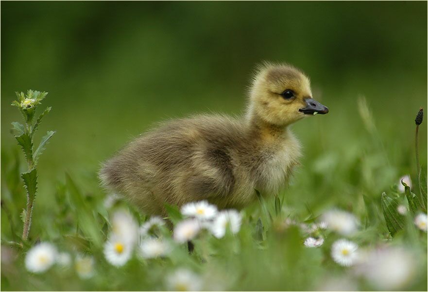 Kanadagans (Branta canadensis)