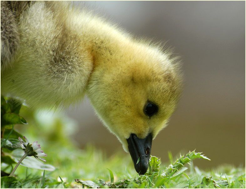 Kanadagans (Branta canadensis)