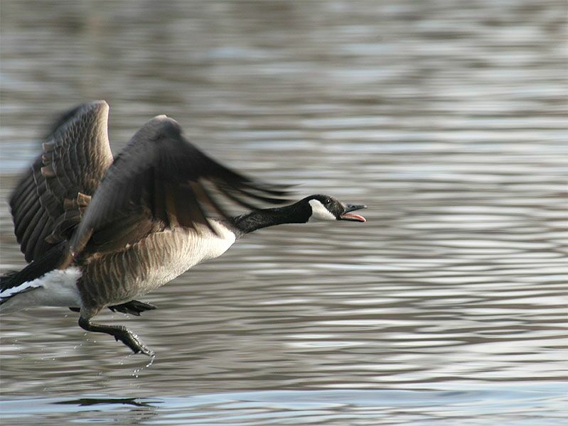 Kanadagans (Branta canadensis)