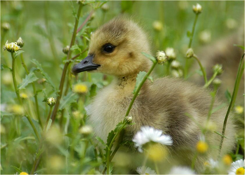 Kanadagans (Branta canadensis)