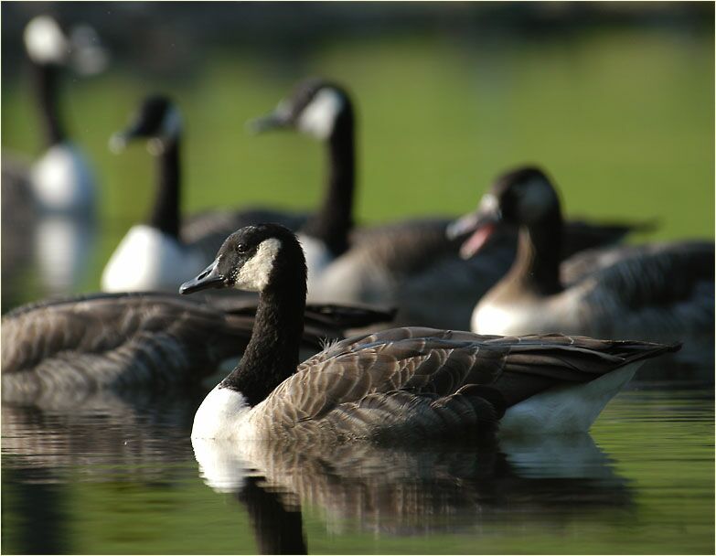 Kanadagans (Branta canadensis)
