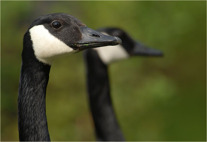 Kanadagans (Branta canadensis)
