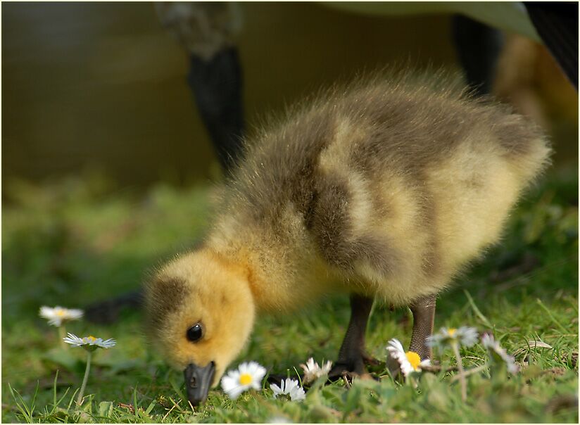 Kanadagans (Branta canadensis)