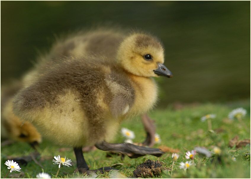 Kanadagans (Branta canadensis)