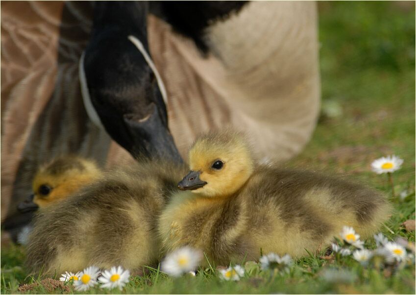 Kanadagans (Branta canadensis)