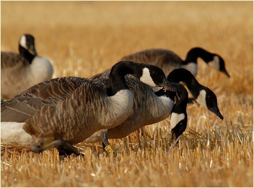Kanadagans (Branta canadensis)