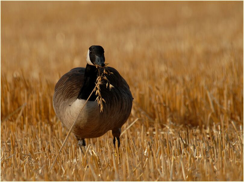 Kanadagans (Branta canadensis)