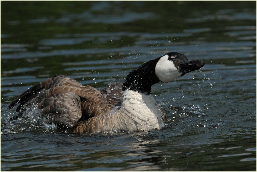 Kanadagans (Branta canadensis)