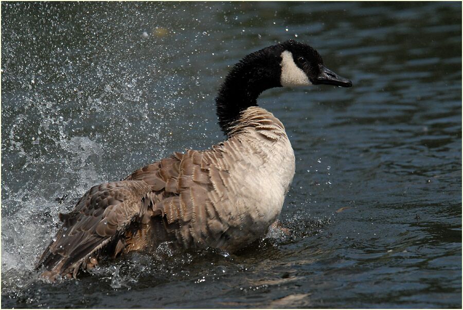Kanadagans (Branta canadensis)