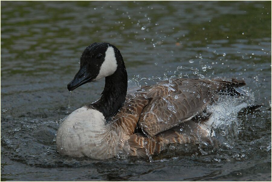 Kanadagans (Branta canadensis)