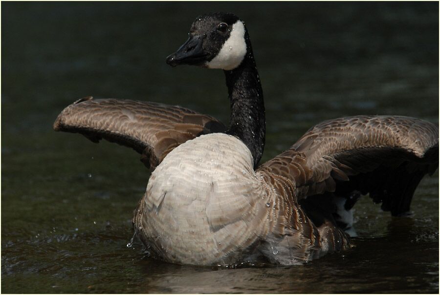 Kanadagans (Branta canadensis)