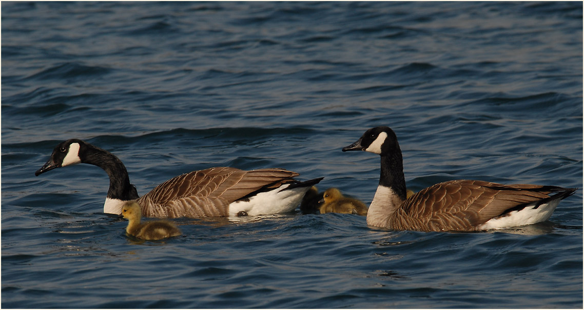 Kanadagans (Branta canadensis)